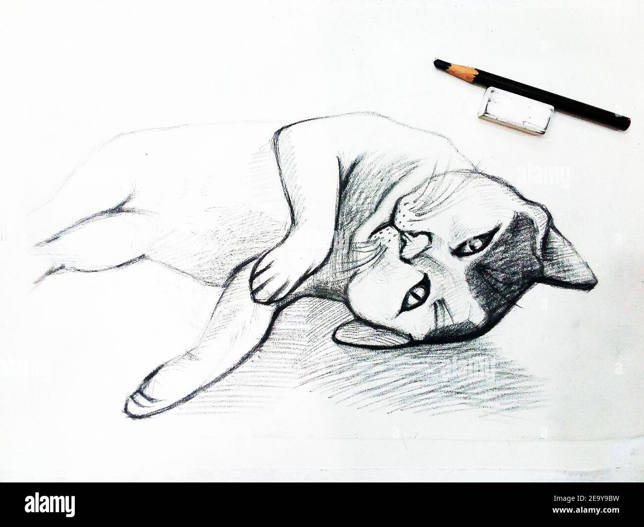 Art ,Drawing ,Fine art ,Sketch, Cute, Cat ,Thailand , meaow , Meaowing Stock Photo