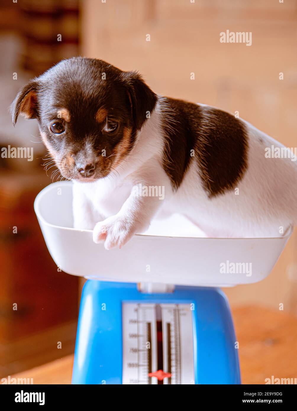 https://c8.alamy.com/comp/2E9Y9DG/adorable-jack-russell-terrier-puppy-on-weigh-scales-2E9Y9DG.jpg
