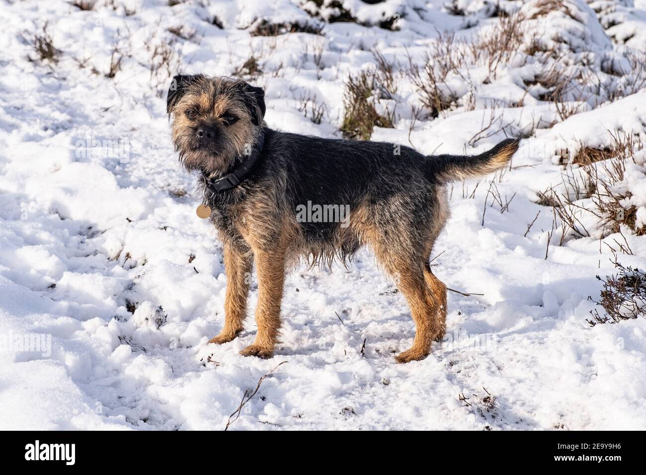 A Blue and Tan Border Terrier Dog. Stock Photo