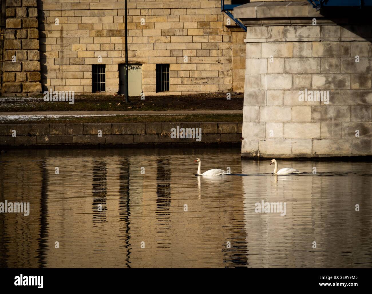 Vistula river, late afternoon - two white swans swimming in the river. Stock Photo