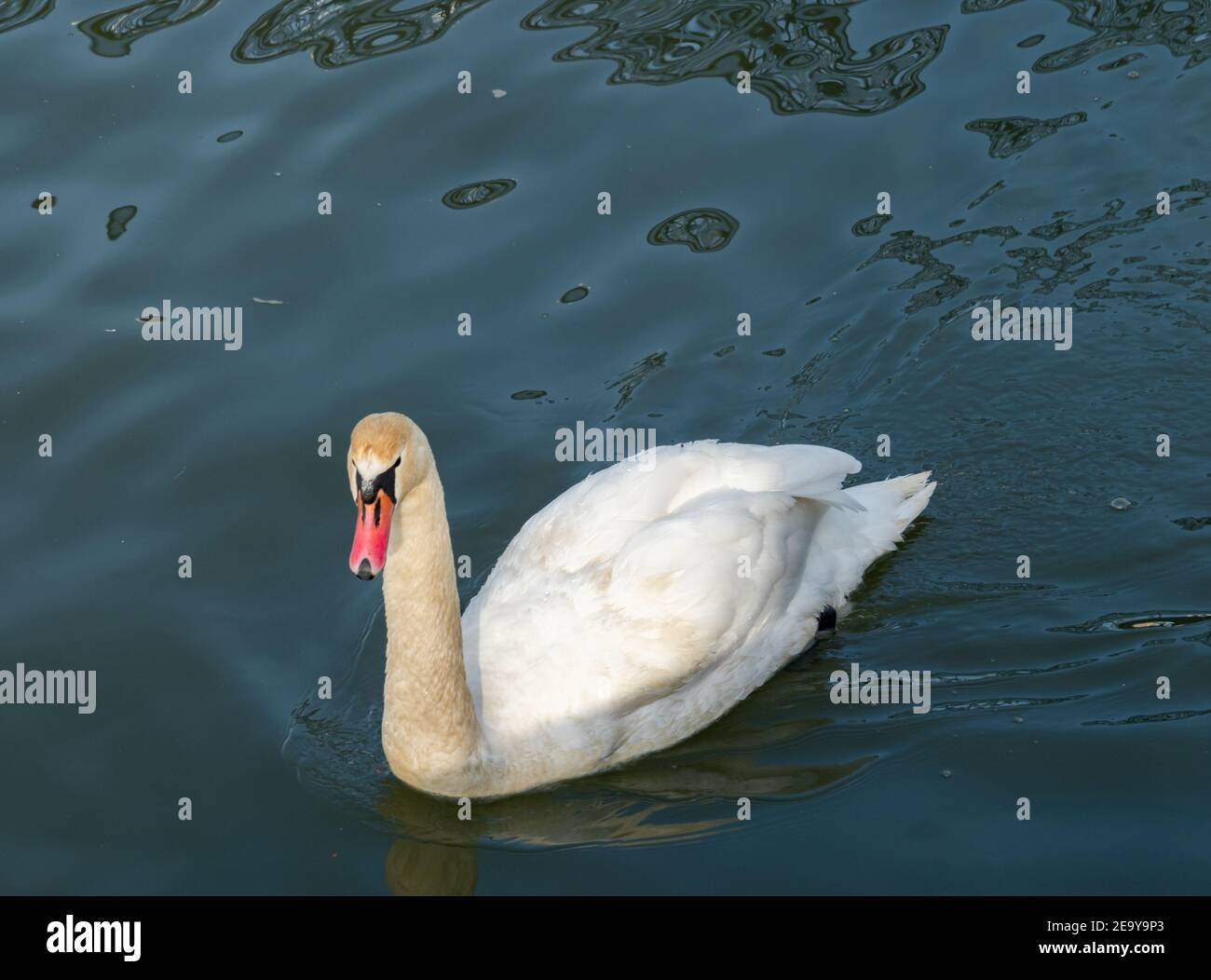 White swan in the Vistula river waiting for the food. Stock Photo