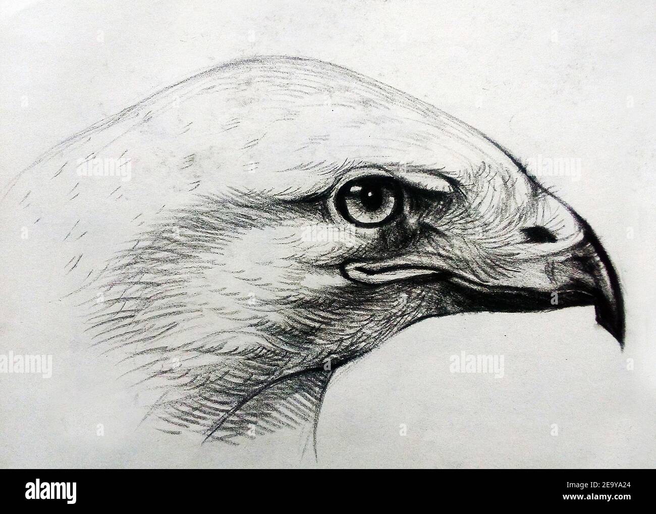 Bald Eagle Bird Drawing Line art, Bird, animals, branch png | PNGEgg