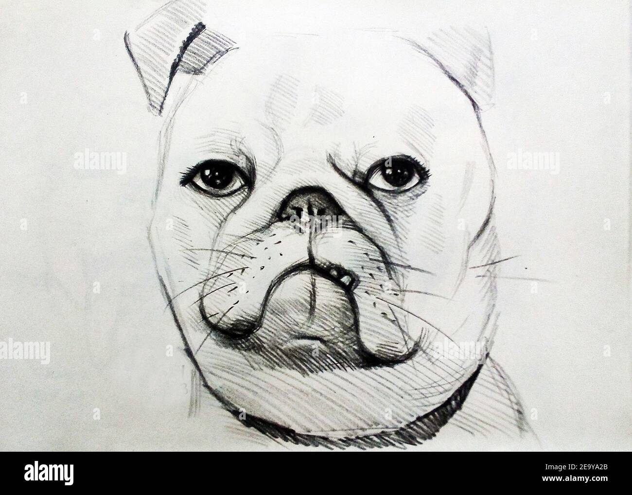 Art ,Drawing ,Fine art ,Sketch ,Cute  bulldog, Thailand Stock Photo