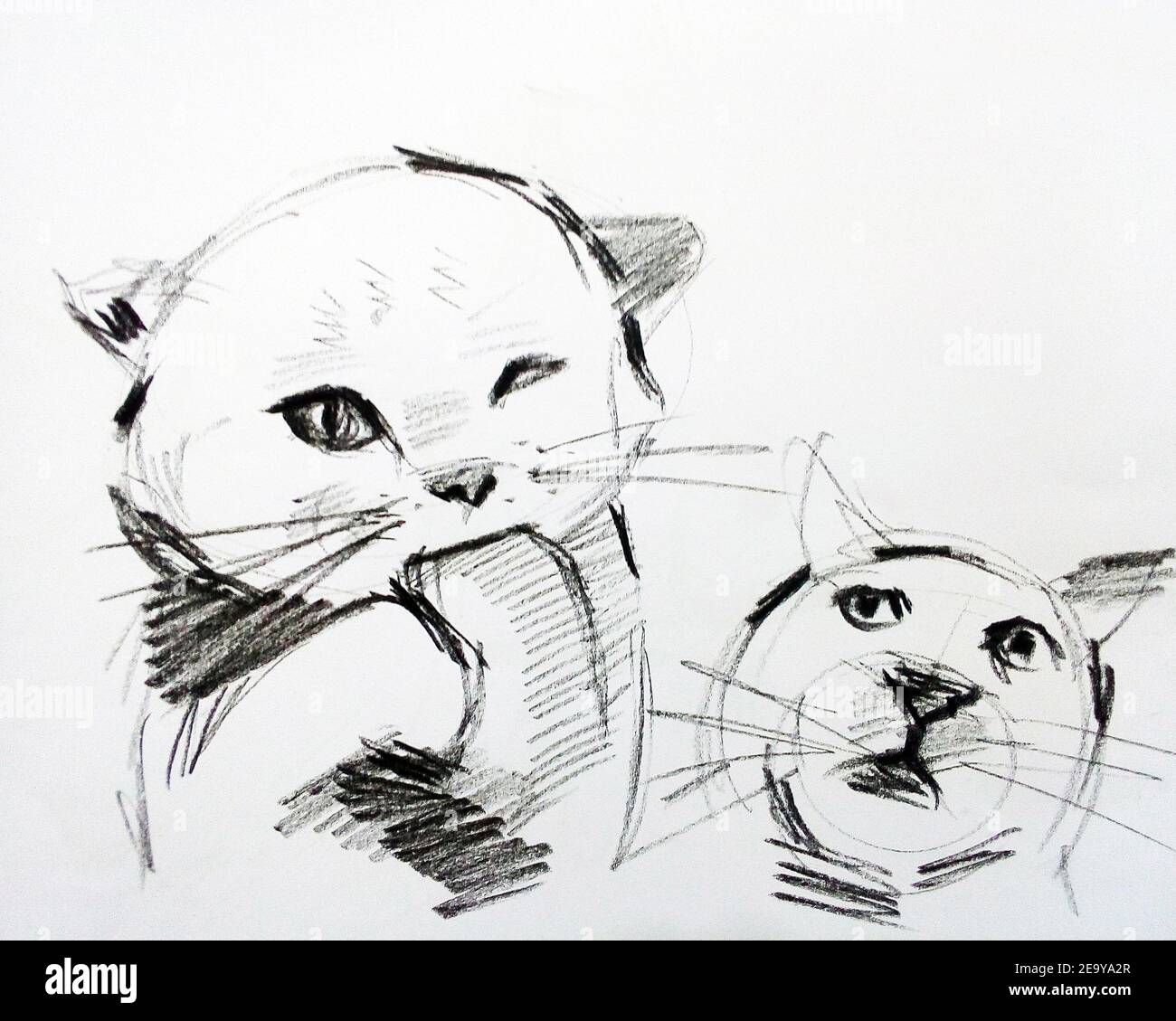 Art ,Drawing ,Fine art ,Sketch, Cute, Cat ,Thailand ,  stroke drawing , meaow , Meaowing Stock Photo