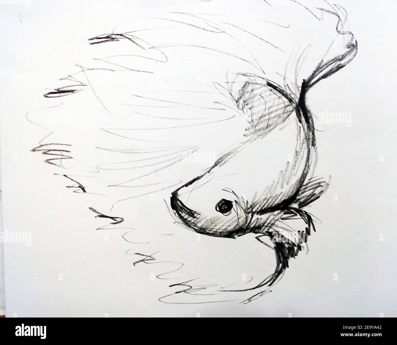 Betta face hi-res stock photography and images - Alamy