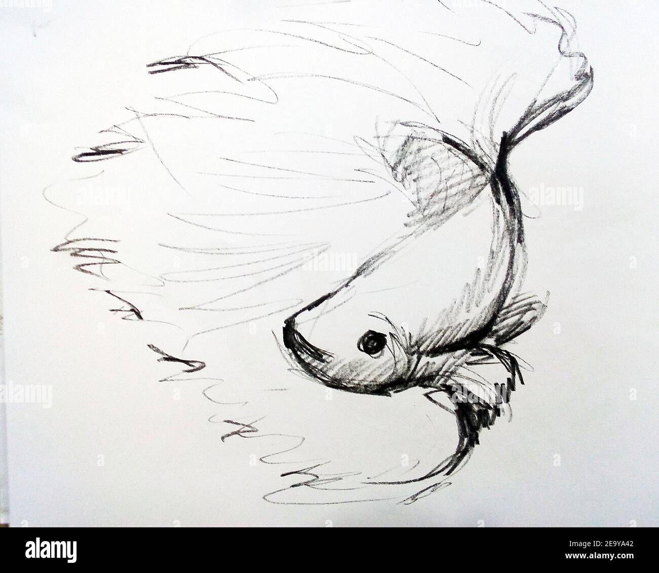 How to Draw a Siamese Fighting Fish