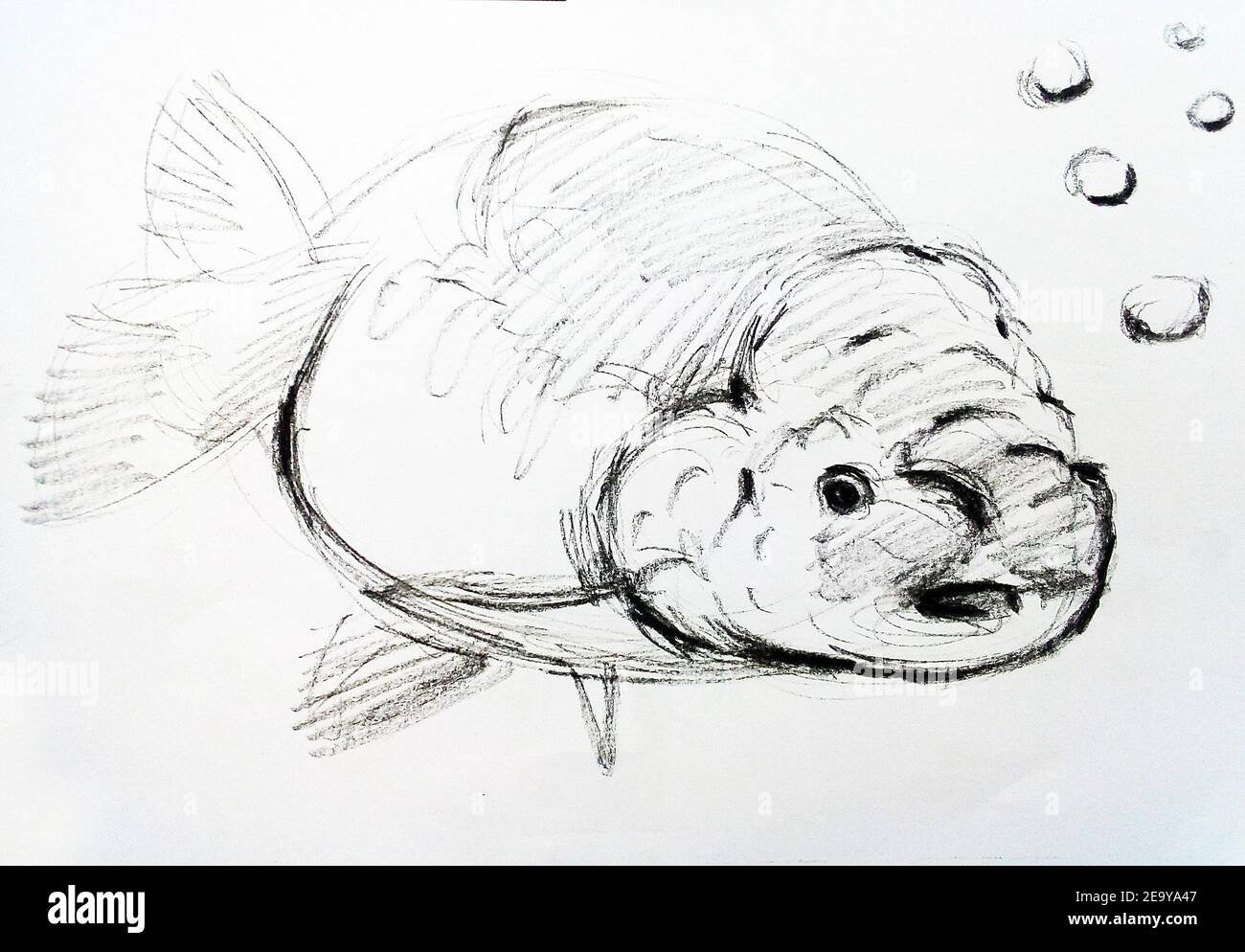 Sketch Fish High Resolution Stock Photography And Images Alamy