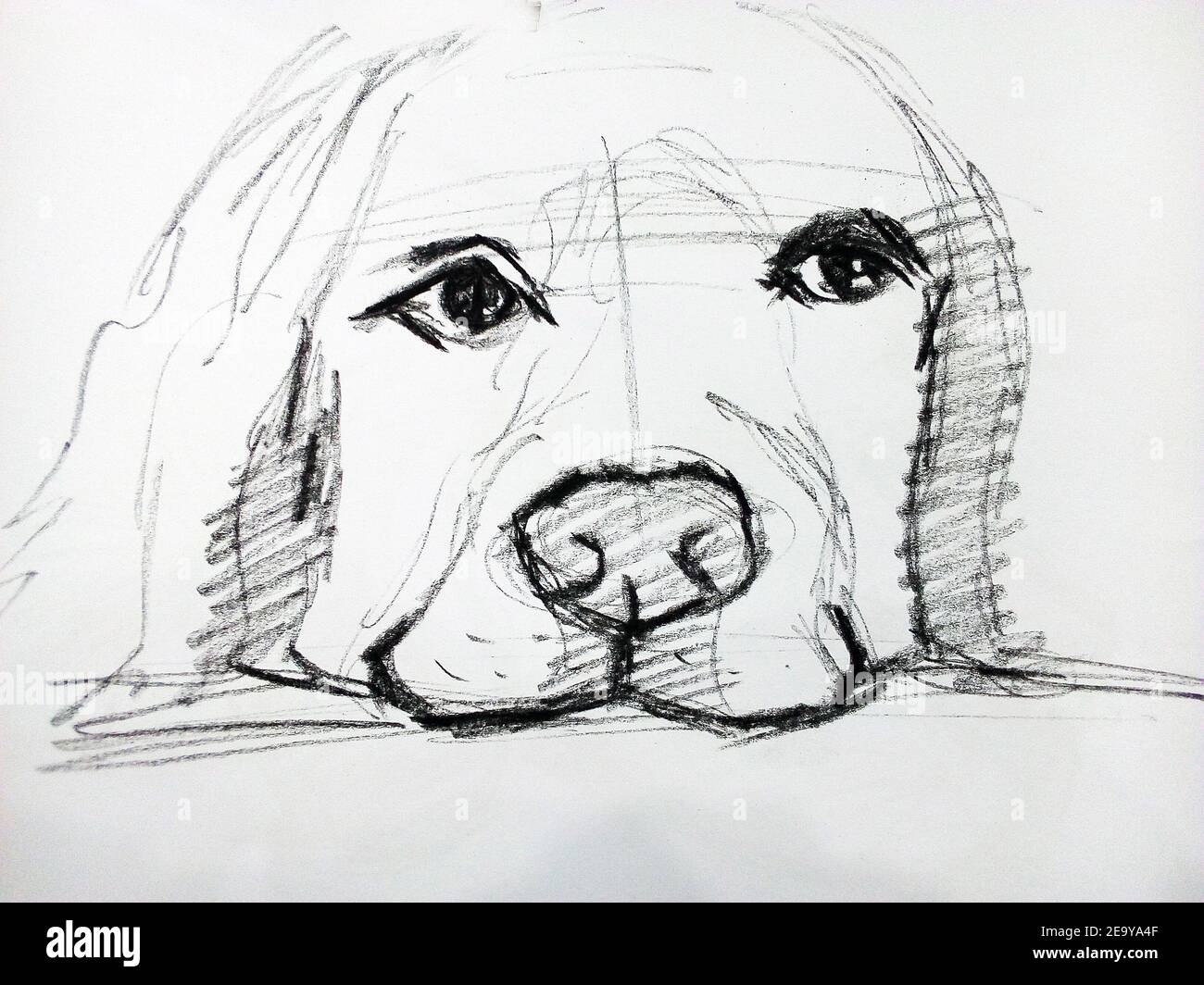 Art ,Drawing ,Fine art ,Sketch ,Cute dog, Thailand Stock Photo