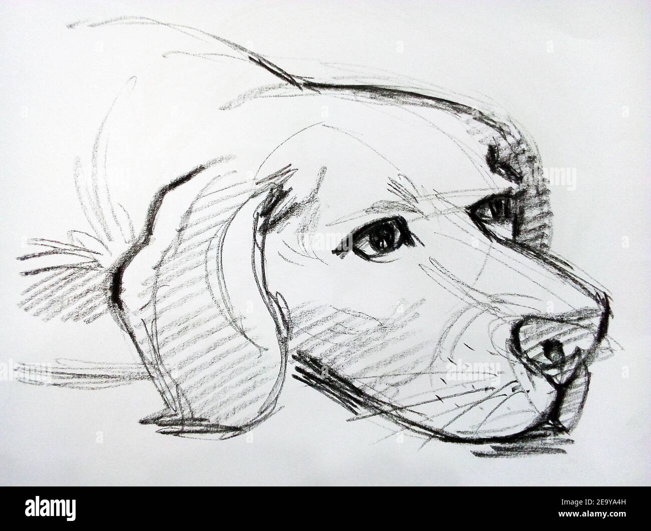 Art ,Drawing ,Fine art ,Sketch ,Cute dog, Thailand Stock Photo