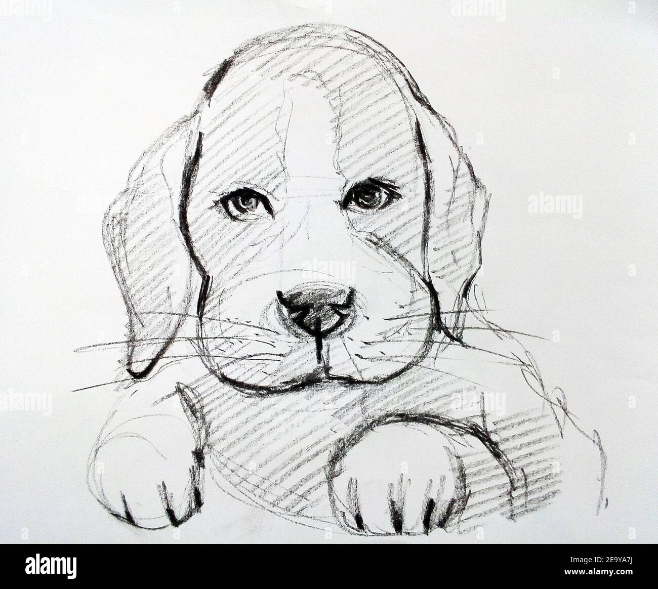 Art ,Drawing ,Fine art ,Sketch ,Cute dog, Thailand Stock Photo