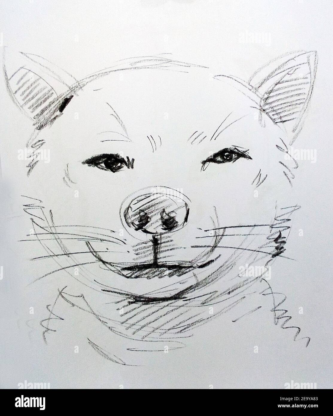Art ,Drawing ,Fine art ,Sketch ,Cute dog, Thailand Stock Photo