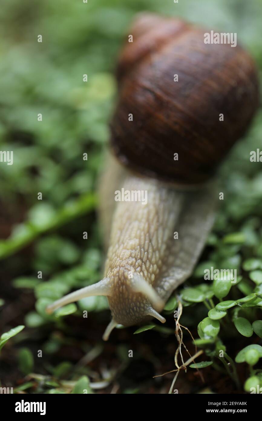 Snail on a green leaf . Snail mucus. Snail mucin.Large brown snail on microgreen clover on blurred garden background.Snail extract. An ingredient in Stock Photo