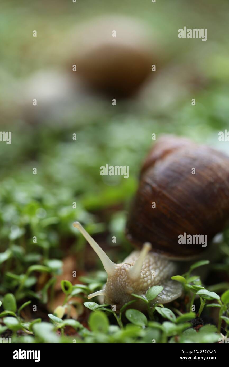 Snail on a green leaf . Snail mucus. Snail mucin.Large snail on microgreen clover on blurred garden background.Snail bio extract. An ingredient in Stock Photo