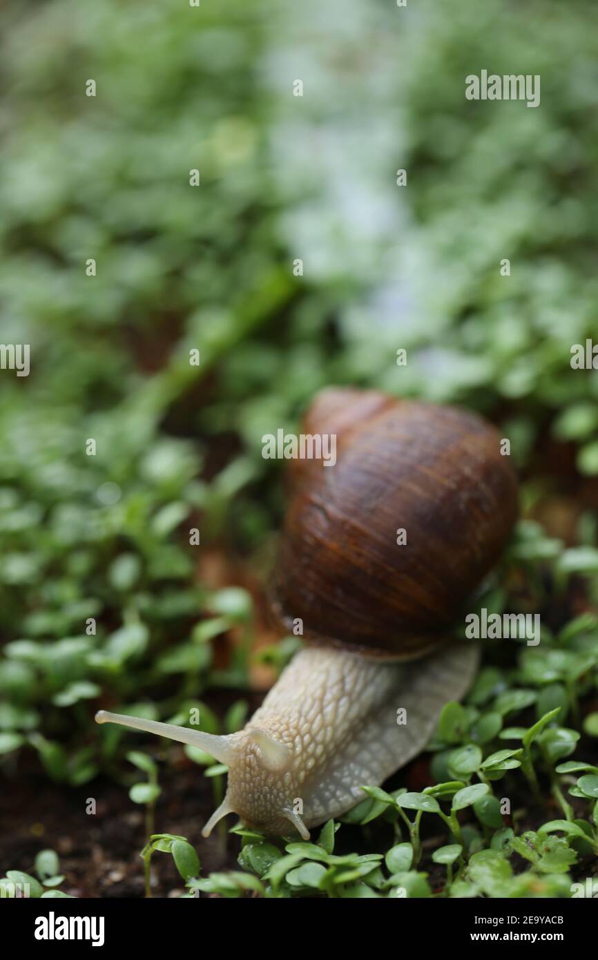 Snail on a green leaf . Snail mucus. Snail mucin. snail on microgreen clover on blurred garden background.Snail bio extract. An ingredient in Stock Photo