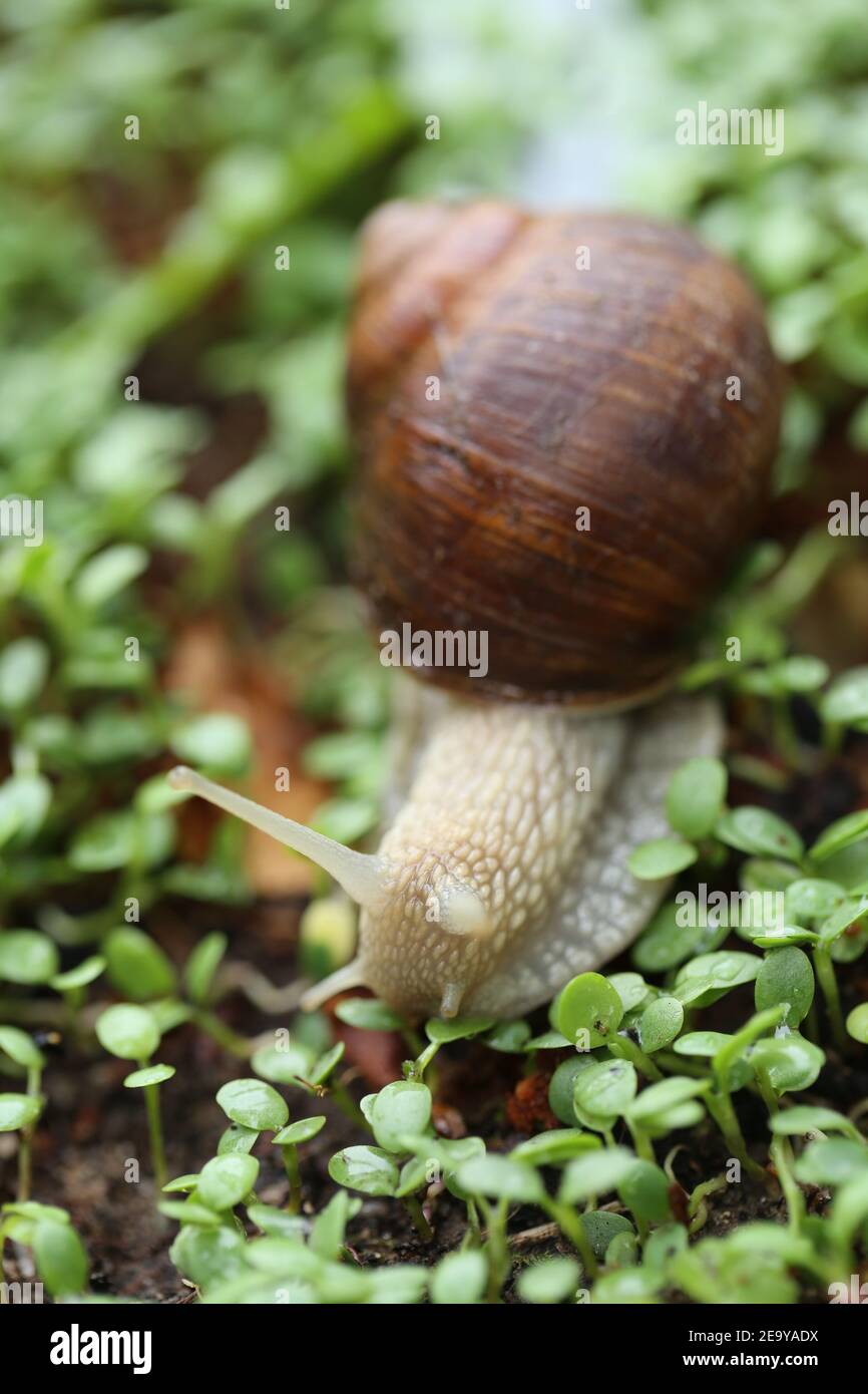 Snail on a green leaf . Snail mucus. Snail mucin.Large brown snail on microgreen clover on blurred garden background.Snail bio extract. An ingredient Stock Photo