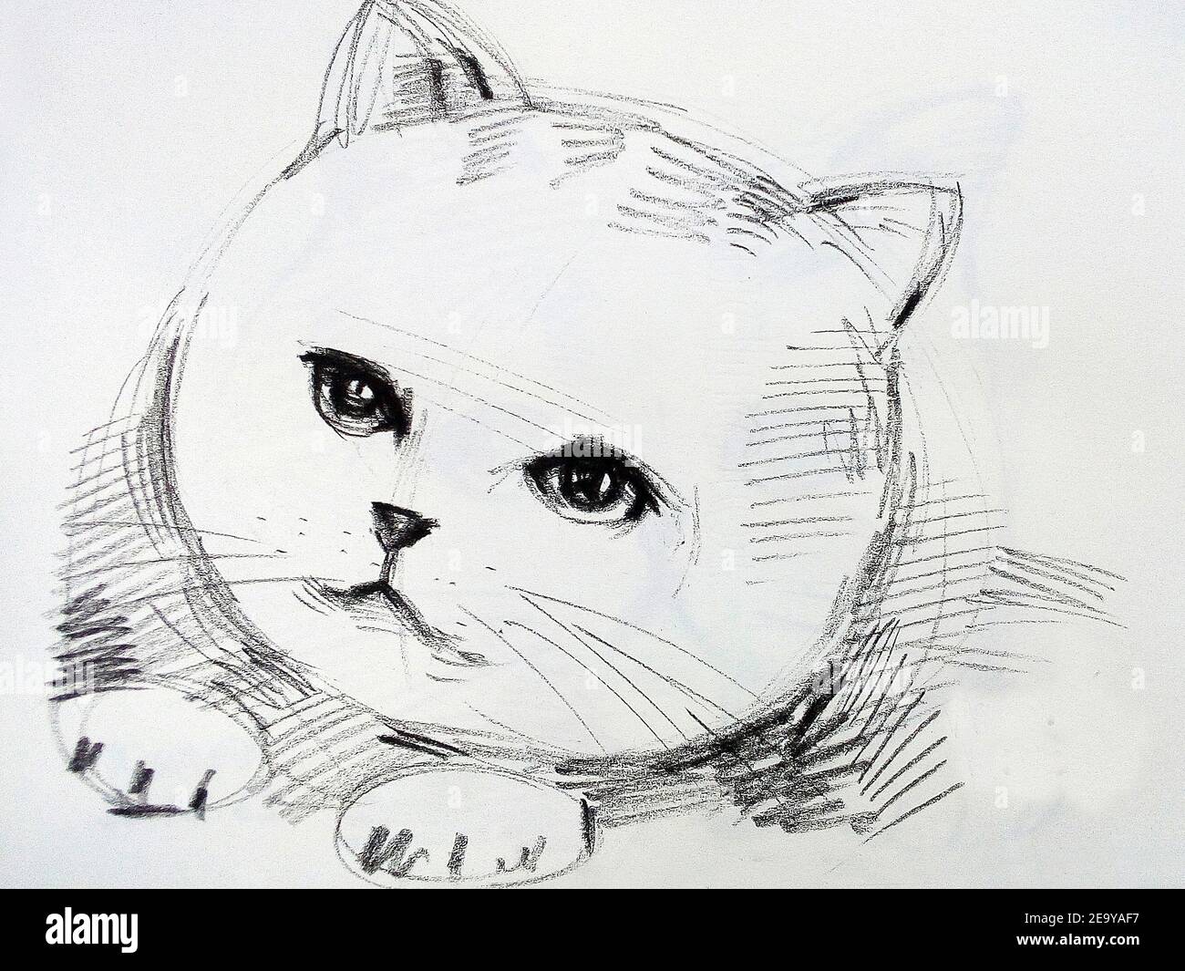 Art ,Drawing ,Fine art ,Sketch, Cute, Cat ,Thailand ,  stroke drawing , meaow , Meaowing Stock Photo