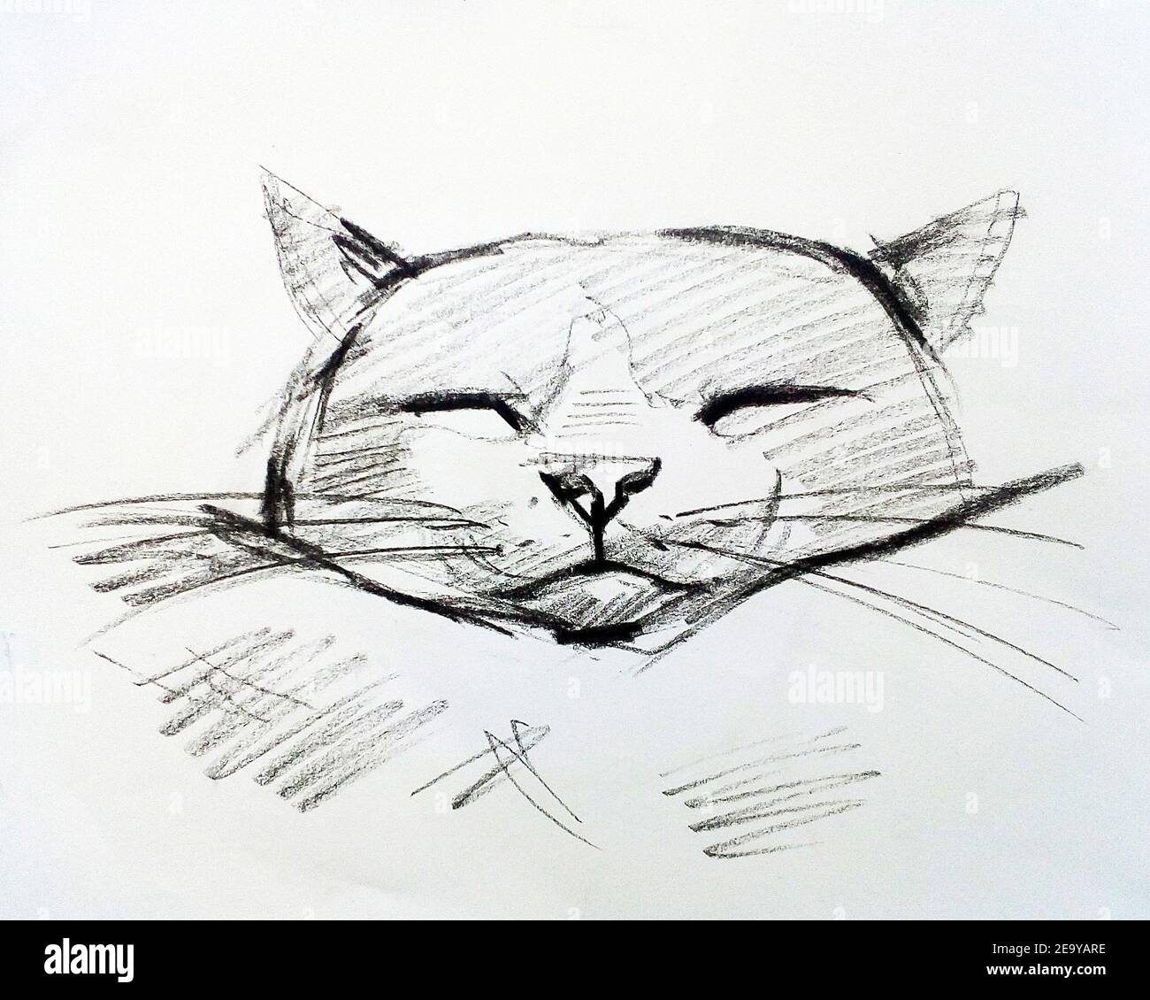 Art ,Drawing ,Fine art ,Sketch ,Cute ,cat animals, Thailand , meaow ,  Meaowing Stock Photo - Alamy
