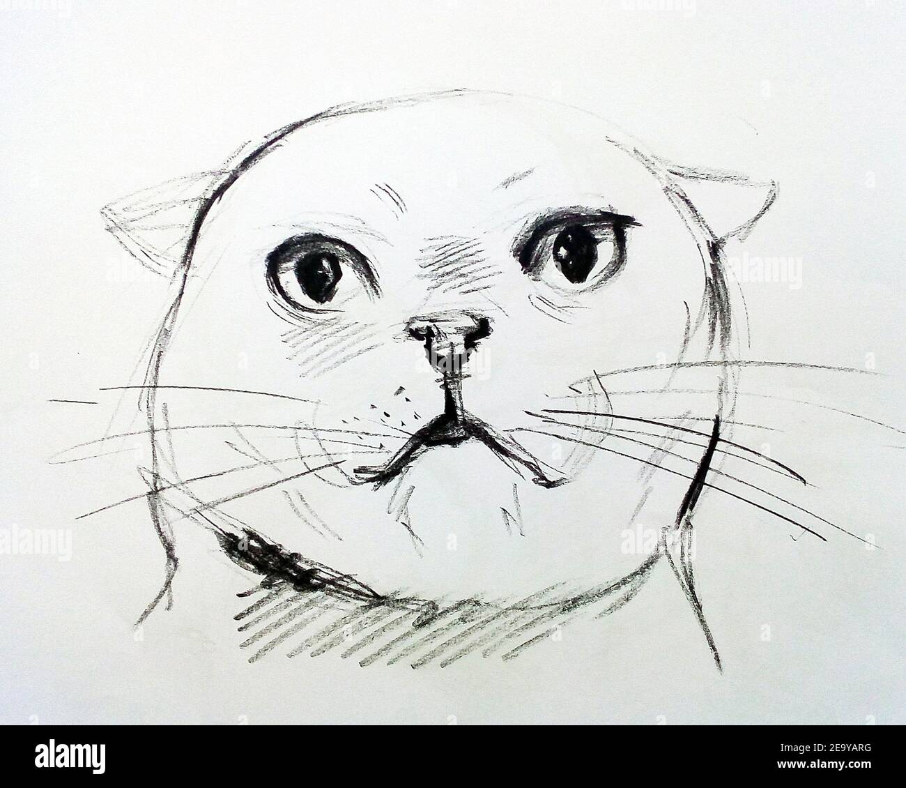 Art ,Drawing ,Fine art ,Sketch, Cute, Cat ,Thailand ,   stroke drawing Stock Photo