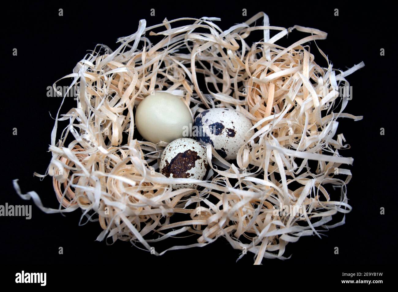 Quail eggs in artificial nest on black background. Stock Photo