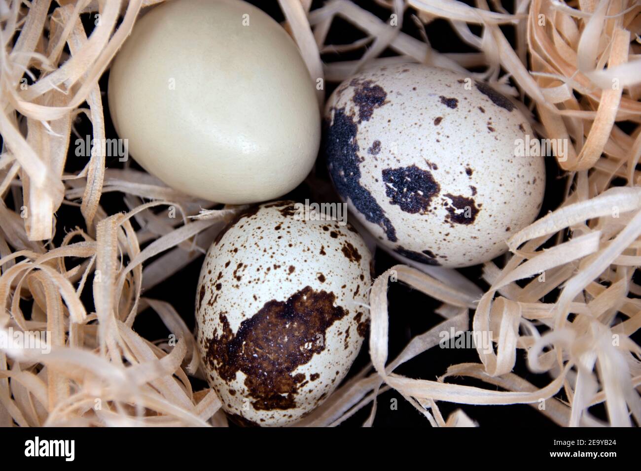 Quail eggs in artificial nest on black background. Stock Photo