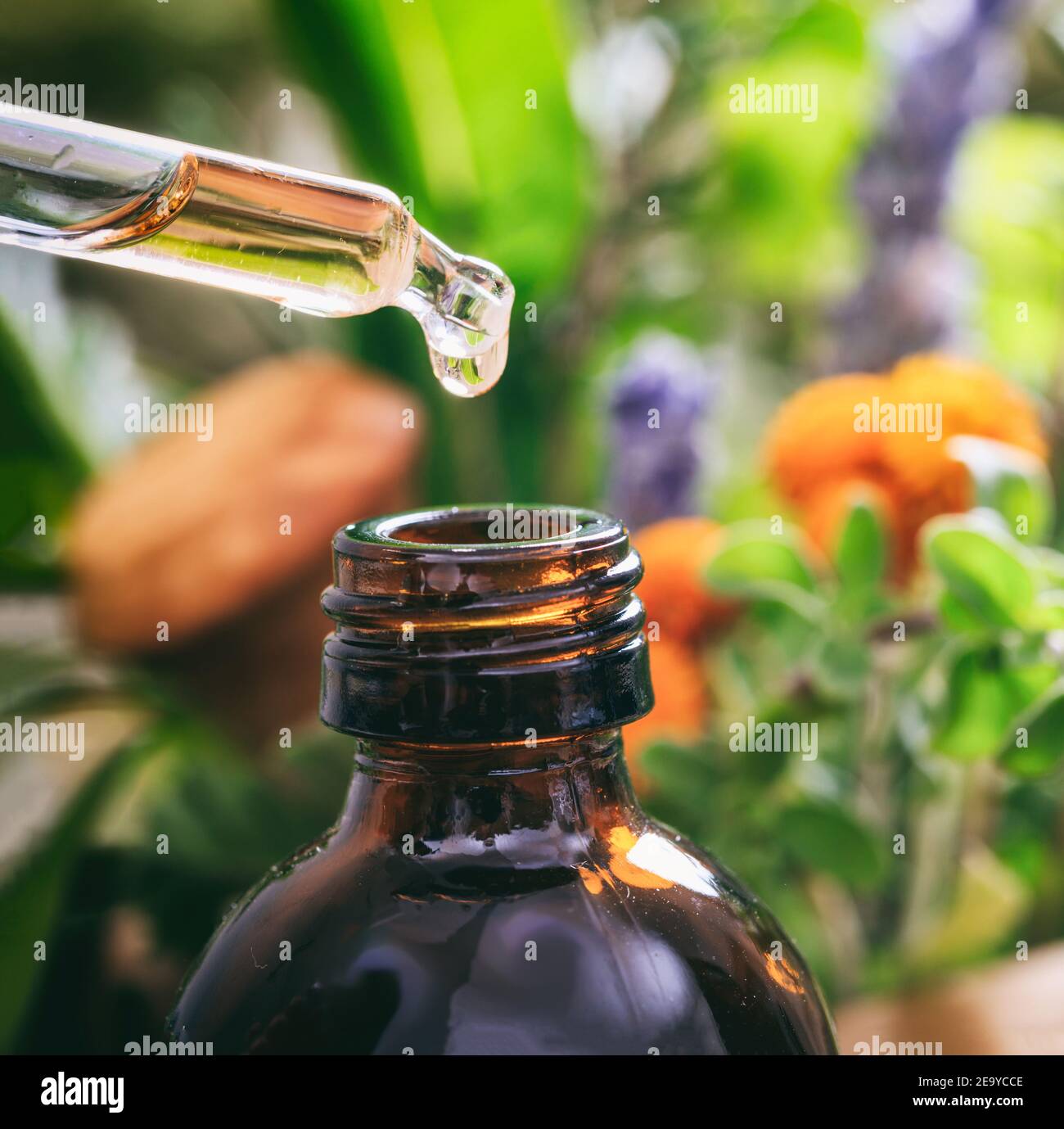 Alternative medicinal, homeopathy, aromatherapy, essential oil drop from pipette to bottle. Dropper closeup on blur variety of fresh herbs background. Stock Photo