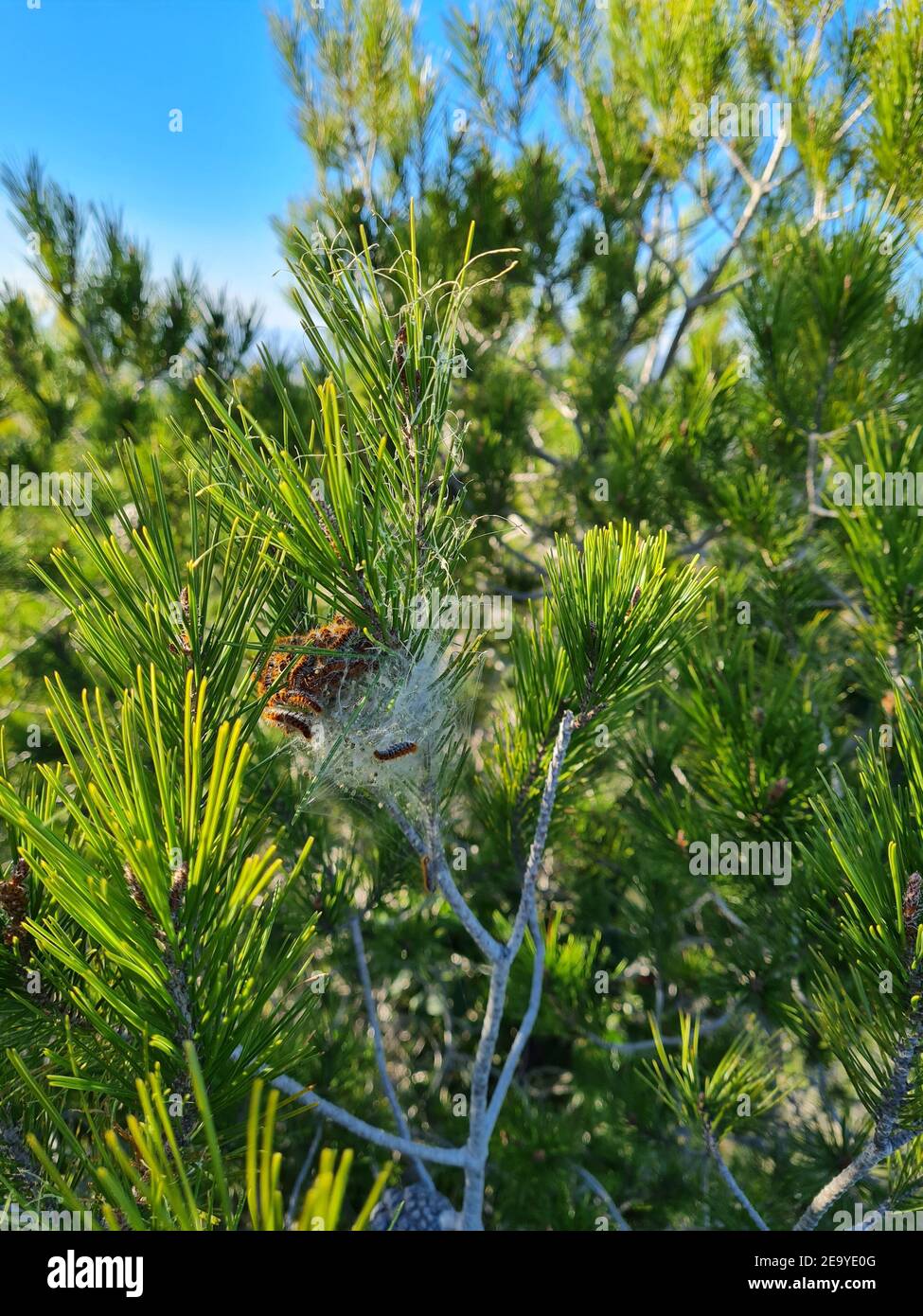 Processionary caterpillars living in a pine tree, one of the most