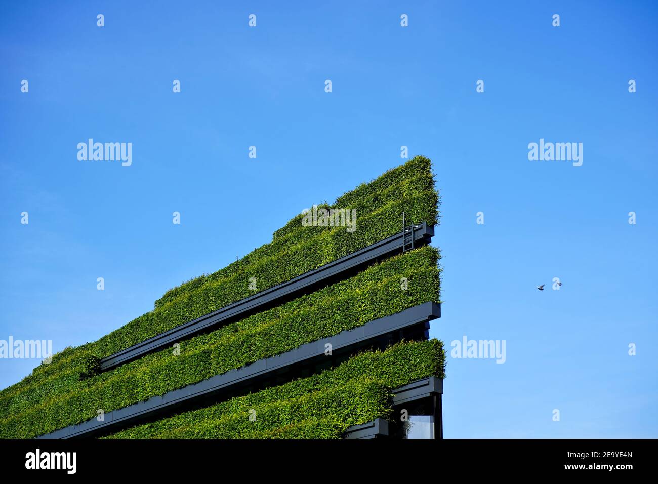 'Natural air conditioning': Hornbeam hedges on an eco-friendly building by Ingenhoven Architects at Kö-Bogen II in Düsseldorf/Germany. Stock Photo