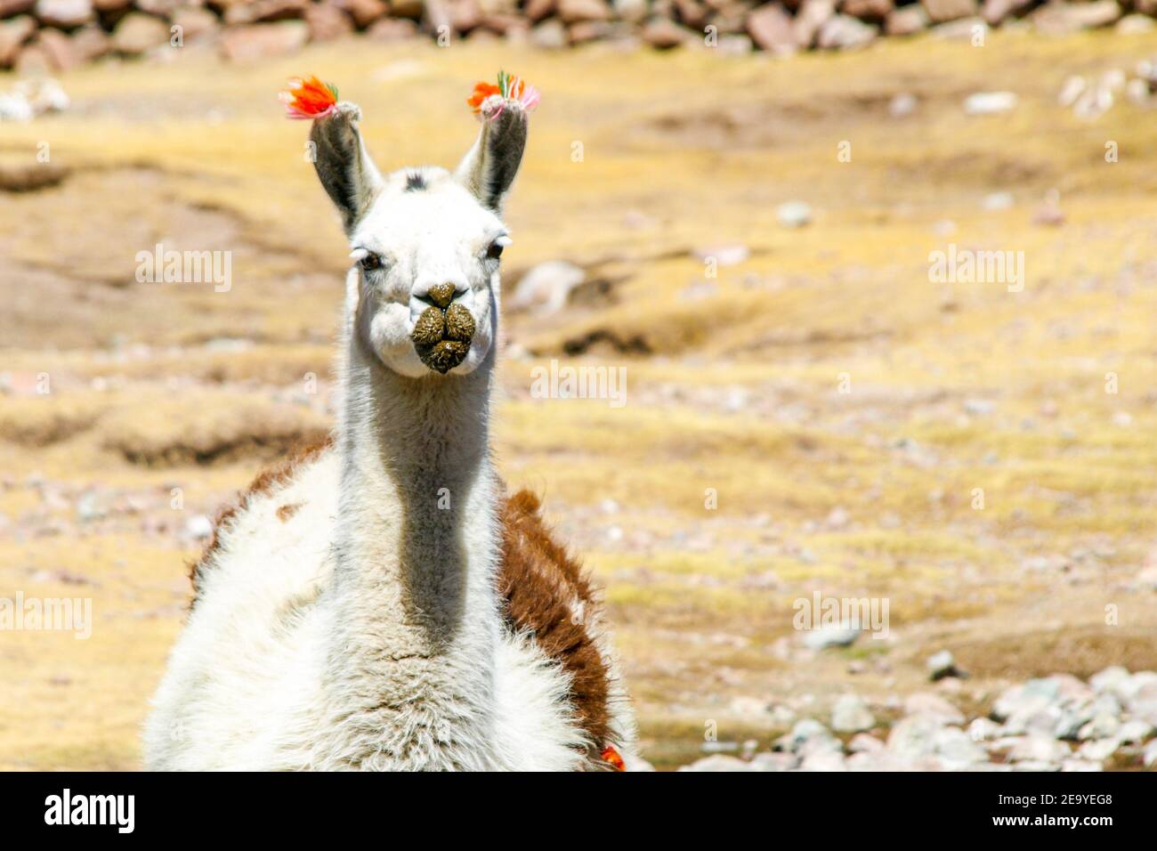 Llama - typical and funny south american mammal Stock Photo