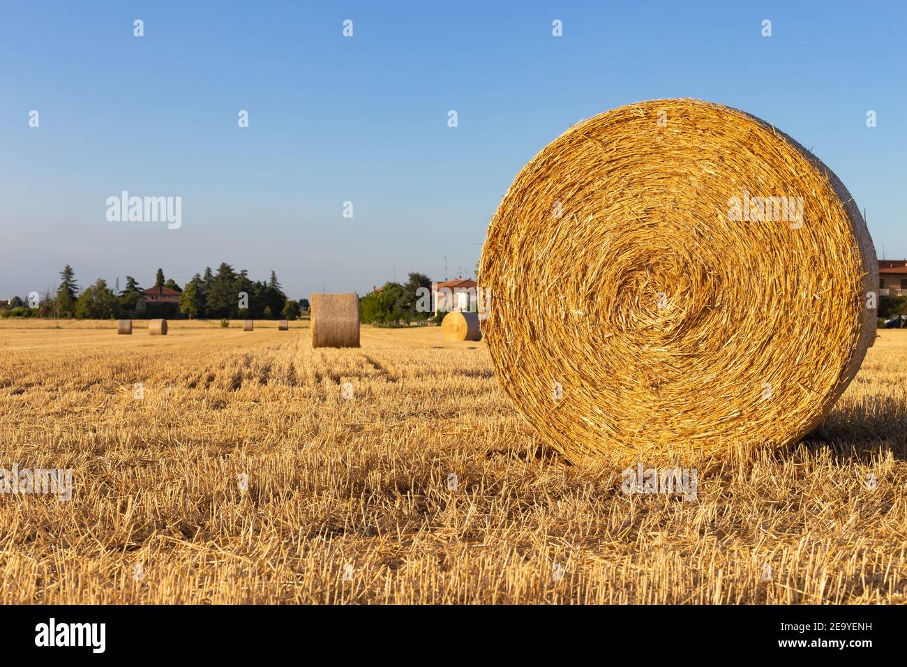 round bale of wheat in the countryside Stock Photo