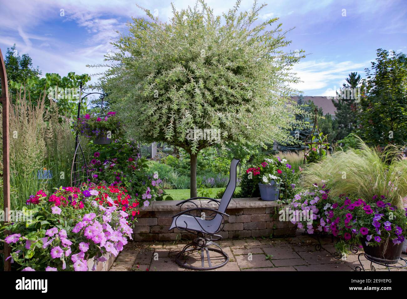 Magical Japanese willow ornamental trees in a summer garden surrounded by a roses, Karl Foerster Feather Reed grass, catmint, feather grass Stock Photo