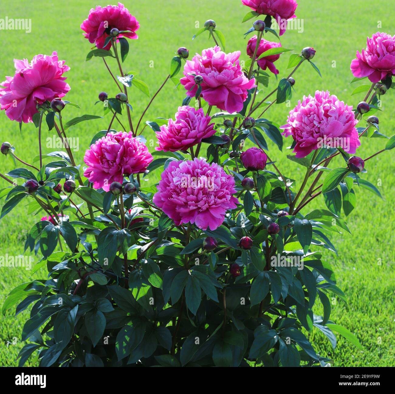 Beautiful pink peonies in full bloom in the spring. Stock Photo