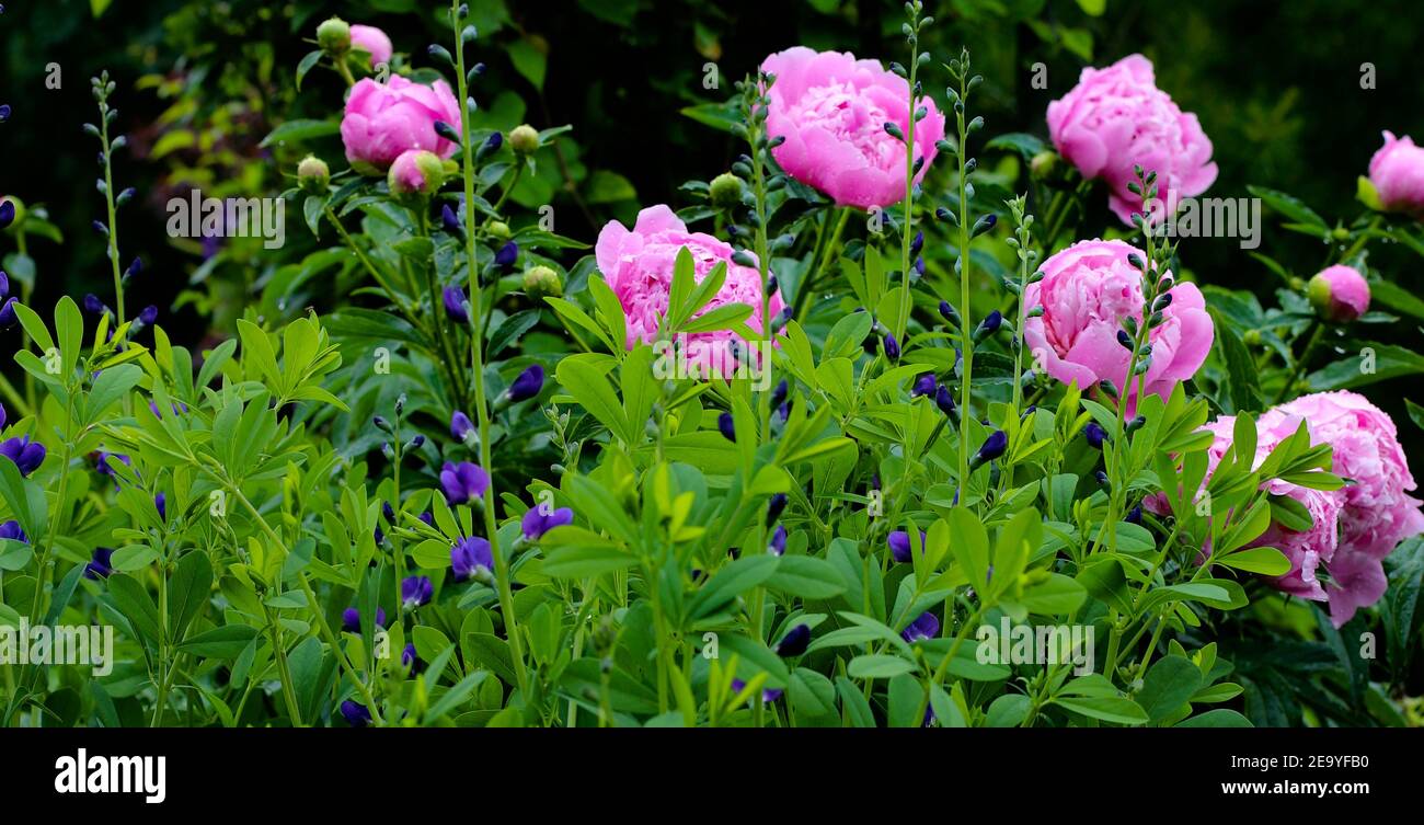 Beautiful pink peonies in full bloom in the spring. Stock Photo