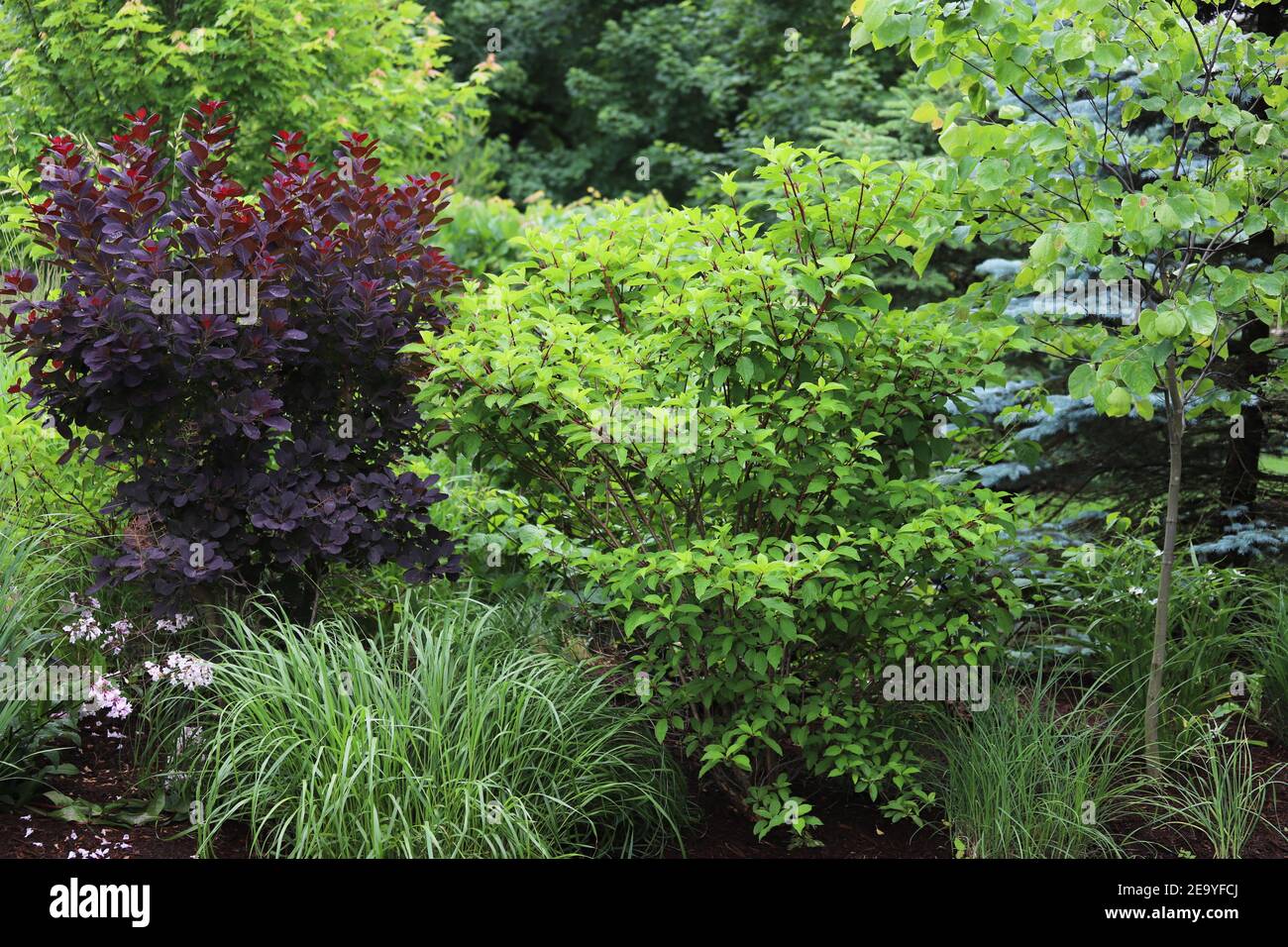 Cotinus coggygria 'Royal Purple', Smoke bush - a standout in the garden with beautiful dark purple foliage amidst 'Northwind' ornamental grass. Stock Photo