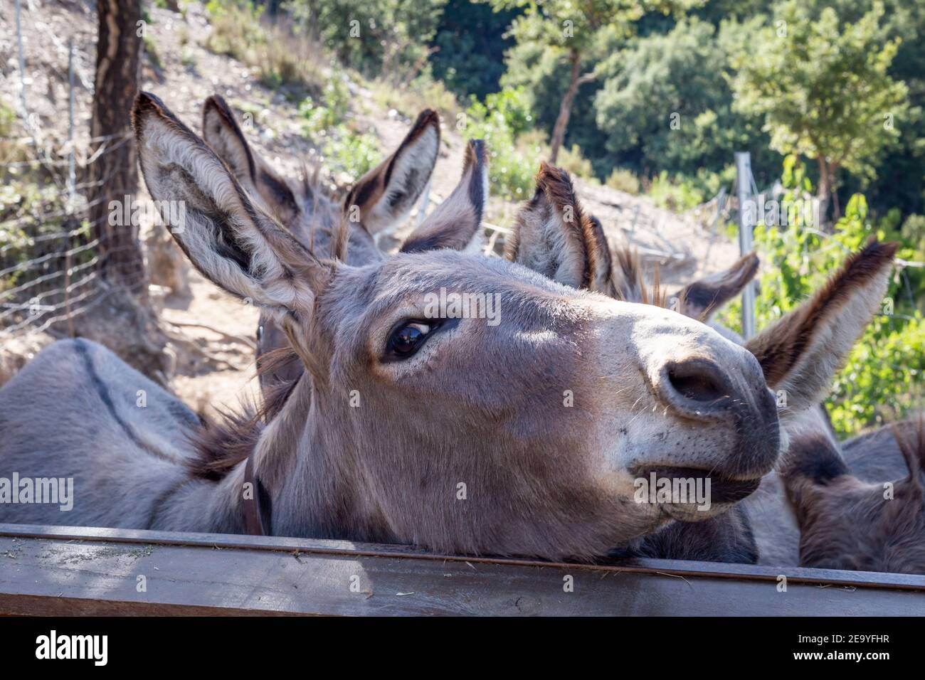 donkeys in the countryside Stock Photo