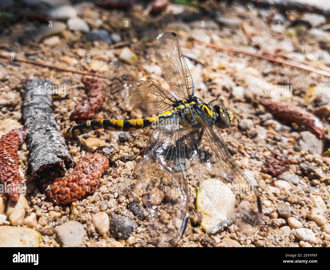 Atrigrated dragonfly -Gomphus simillimus- perched on the bank of a stream in a Mediterranean area. Stock Photo