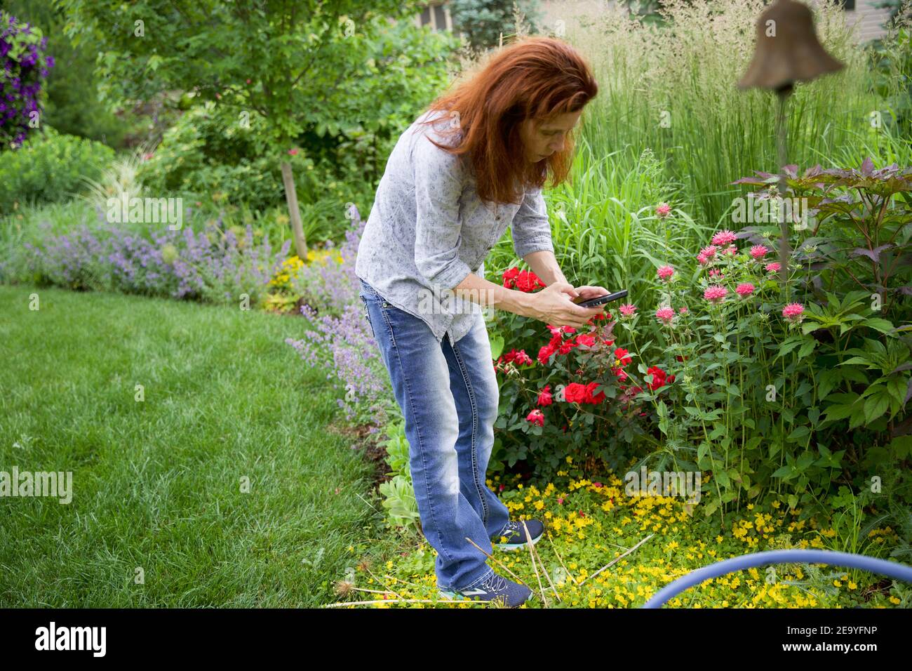 Auburn haired female using cellphone to take pictures of roses in the garden Stock Photo