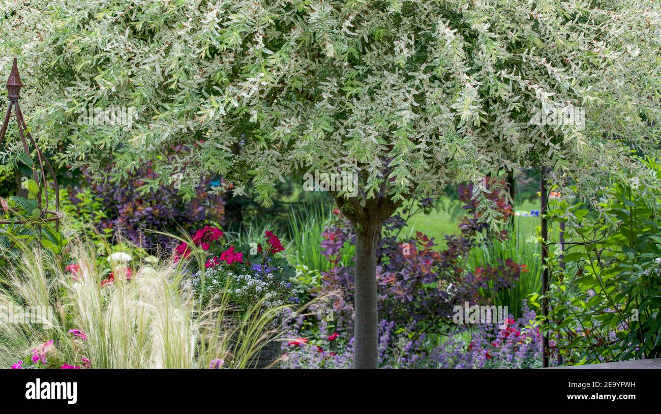 Magical Japanese willow ornamental trees in a summer garden surrounded by a roses, Karl Foerster Feather Reed grass, catmint, feather grass Stock Photo