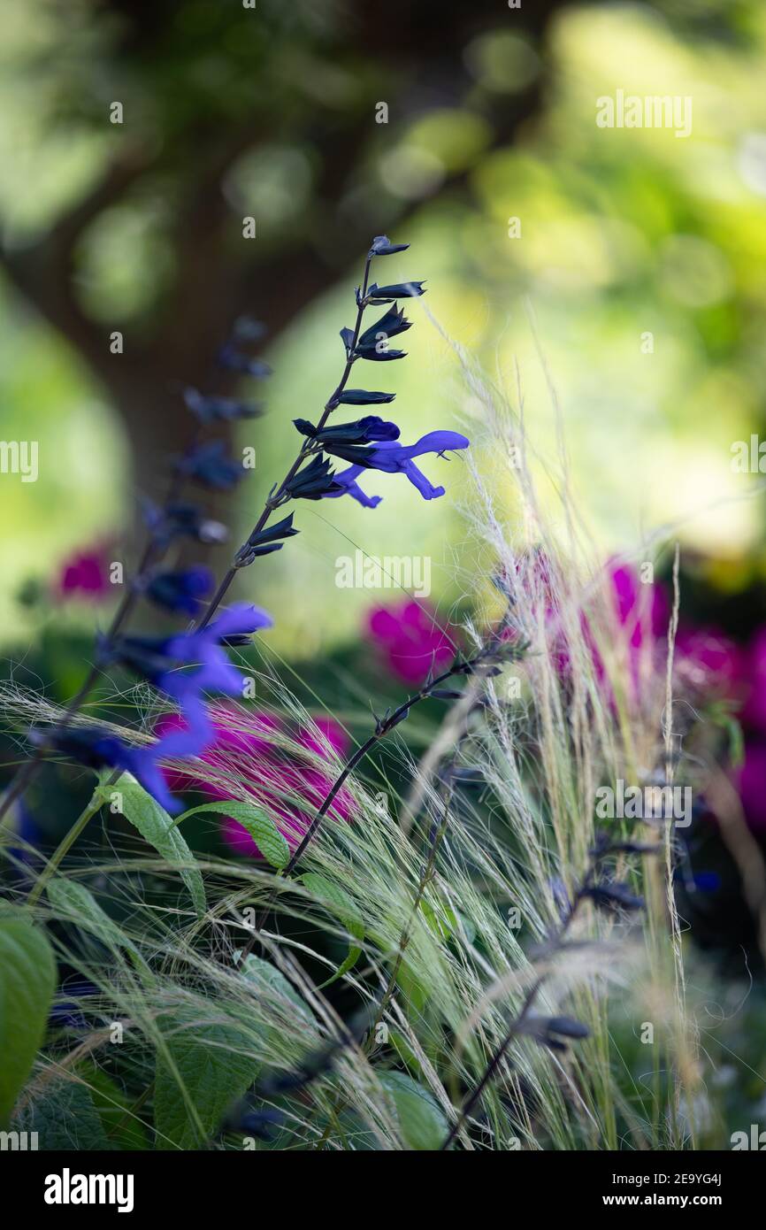 Spikey Cobalt blue Black Knight salvia, A magnet for hummingbirds, with Mexican Feather grass and a silhouette of the Japanese Ornamental willow tree Stock Photo