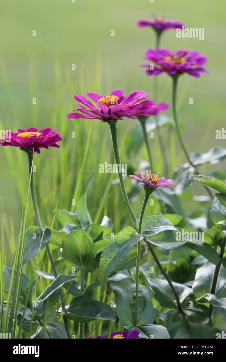 Vibrant fuchsia zinnia and a sunny day in the meadow. Stock Photo
