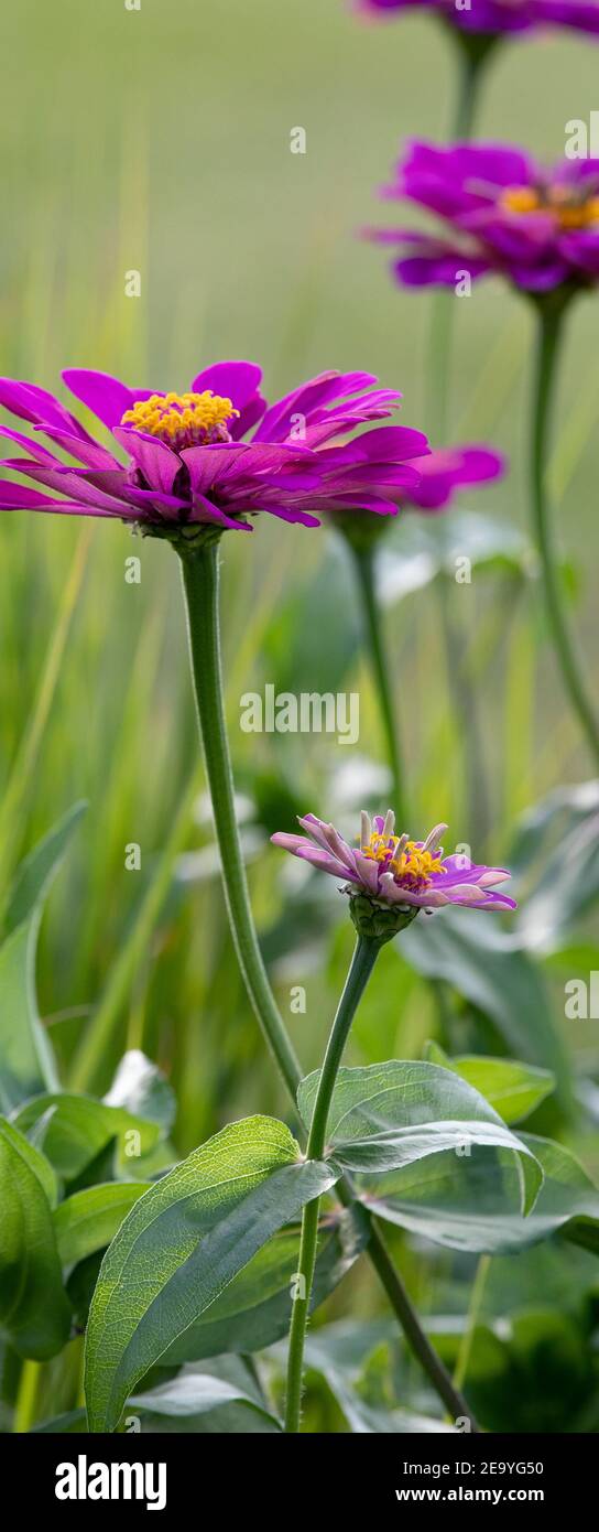 Vibrant fuchsia zinnia and a sunny day in the meadow. Stock Photo