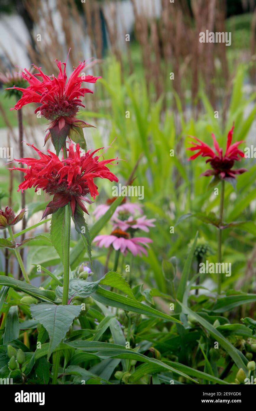 Brilliant red bee balm plant, monarda didyma, highlighted by the morning sun, a medicinal flower with a fragrant smell, and a magnet for hummingbirds. Stock Photo