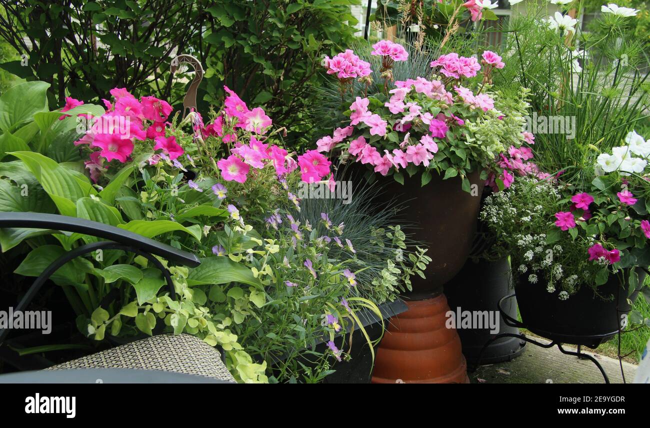 Hey tranquil Patio scene of various pink flowers including petunias and geraniums with  an empty chair waiting to be filled Stock Photo