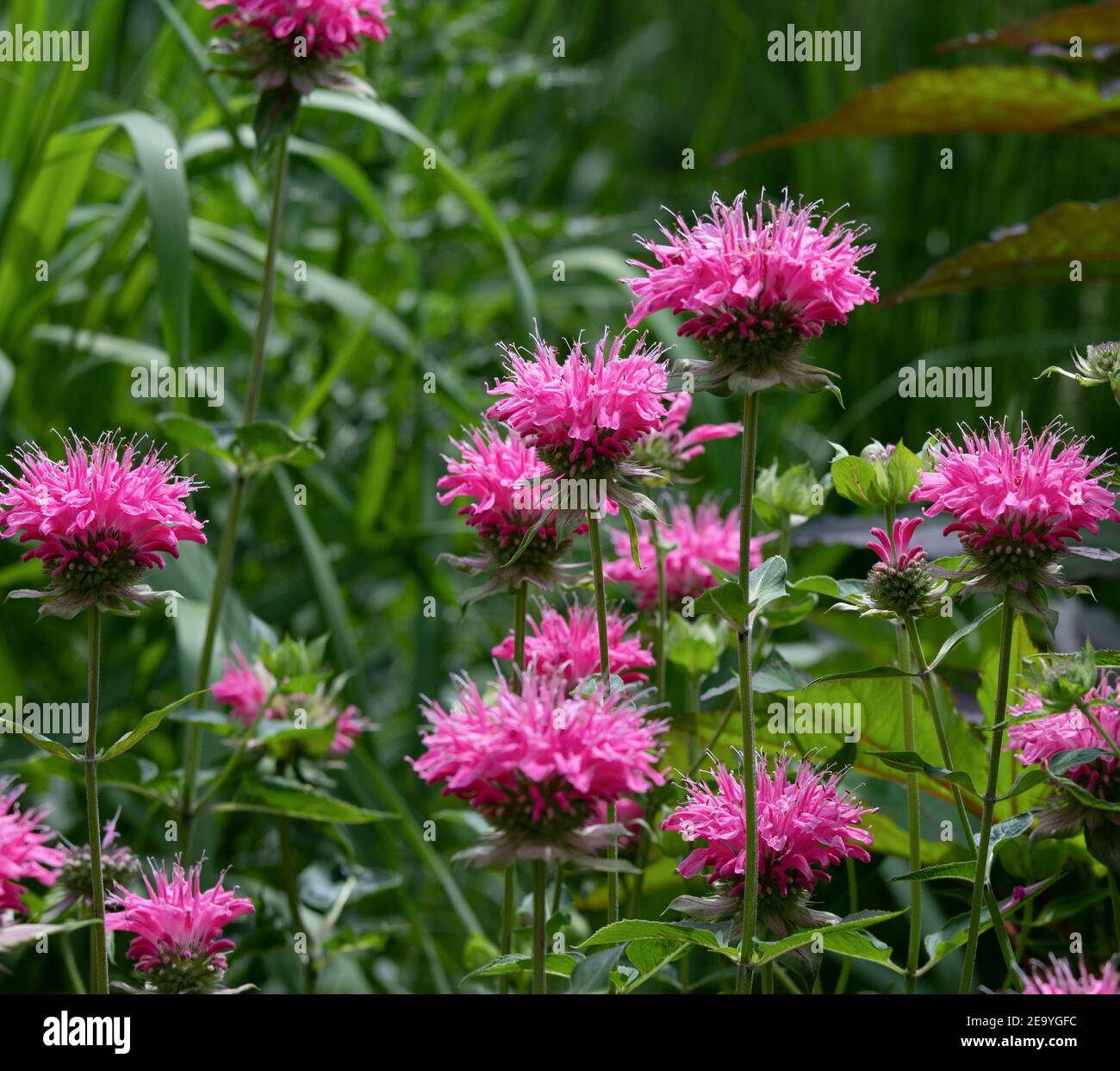 Brilliant pink bee balm plant, monarda didyma, highlighted by the morning sun, a medicinal flower with a fragrant smell, and a magnet for hummingbirds. Stock Photo