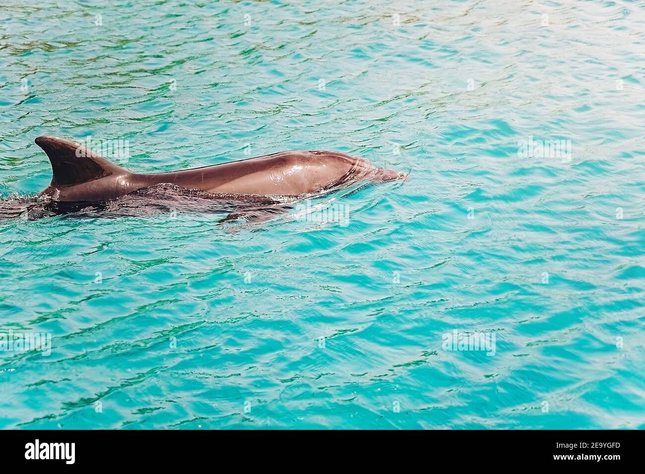 one young beautiful dolphin swims in Red  sea, sunny day with playful animals in the dolphin reef, top place to visit in eilat in Israel. Conservation Stock Photo