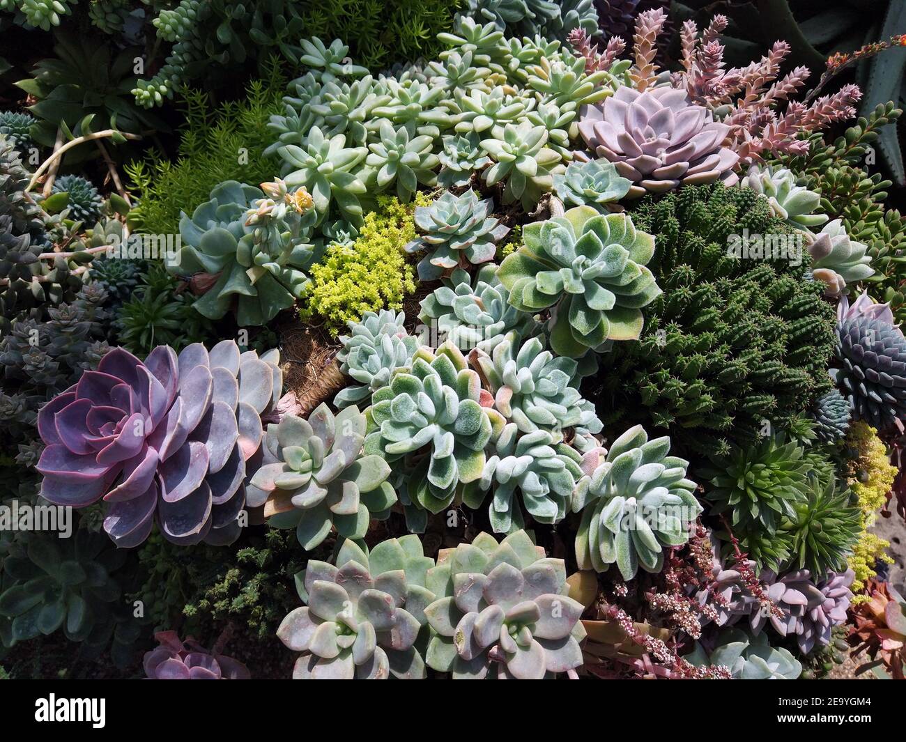 Beautiful bushes of colorful succulent plants in soft light . Colorful growing succulents in bunch Stock Photo