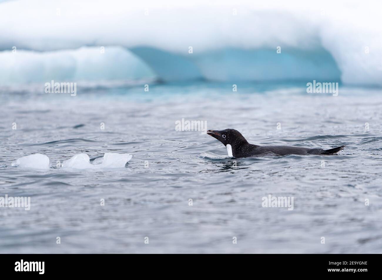An Adelie penguin happily swims in the icy waters off the Antarctic peninsula Stock Photo