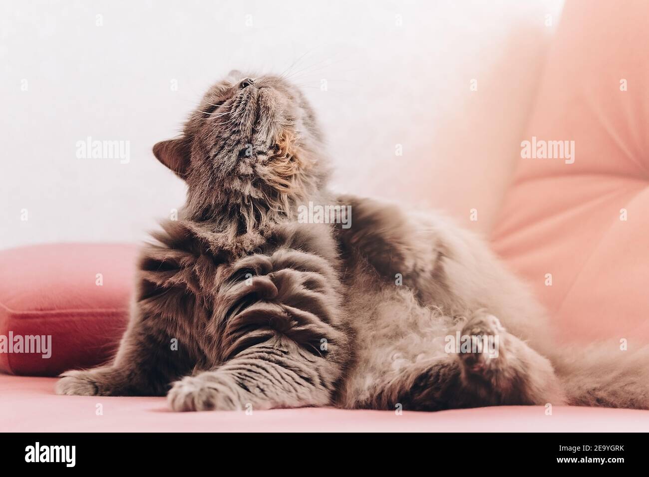 one gray fluffy cat lies on a pink couch and scratches its neck Stock Photo