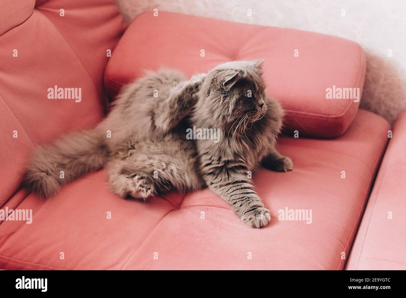 one gray fluffy cat lies on a pink couch and scratches its neck Stock Photo