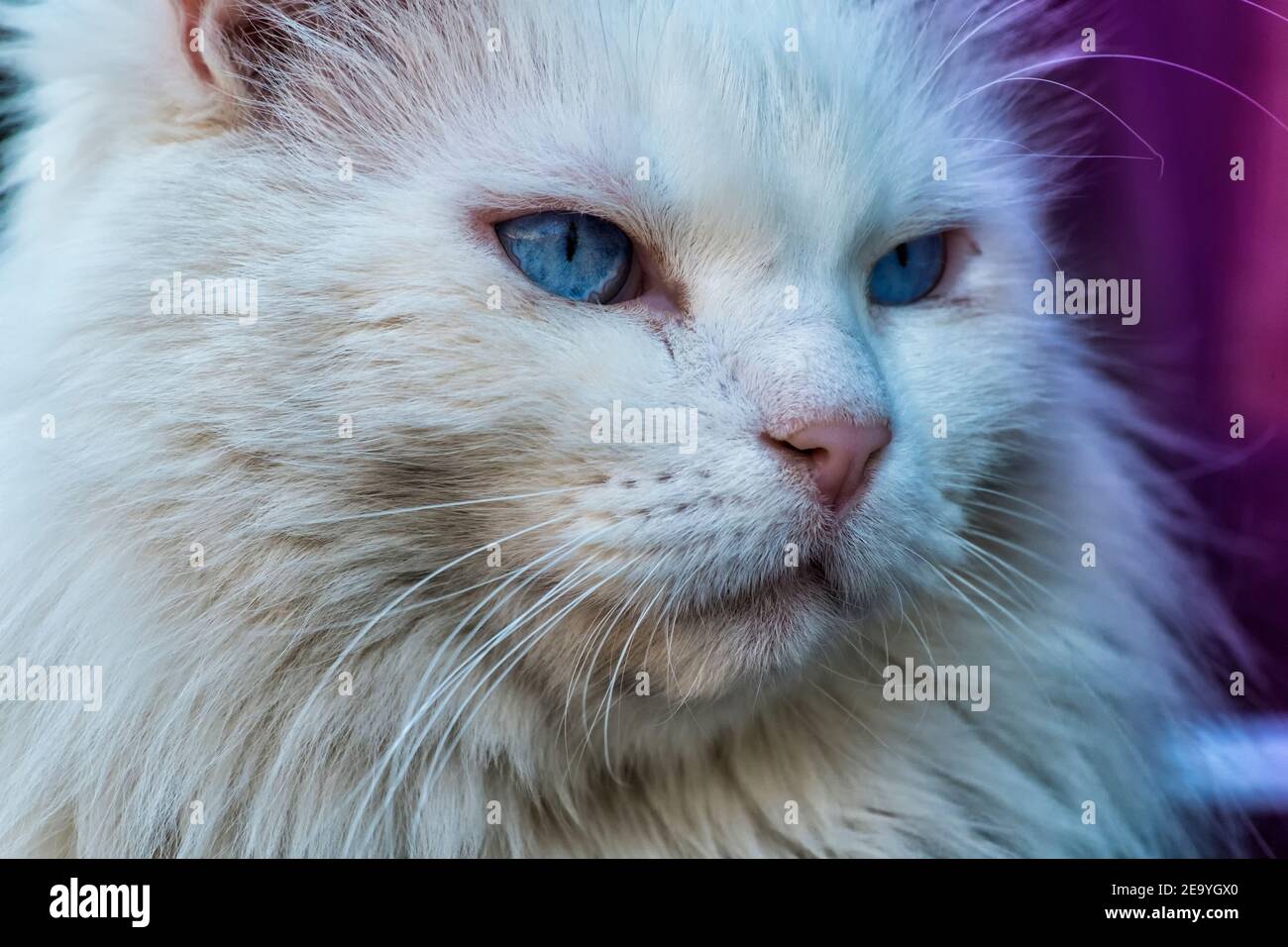 White cat with an experienced look. Unkind Maine Coon white cat Stock Photo
