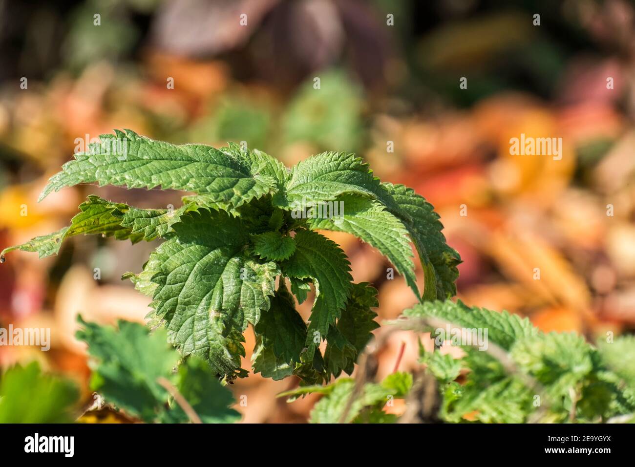 Young shoot of nettles (Urtica dioica) Stock Photo